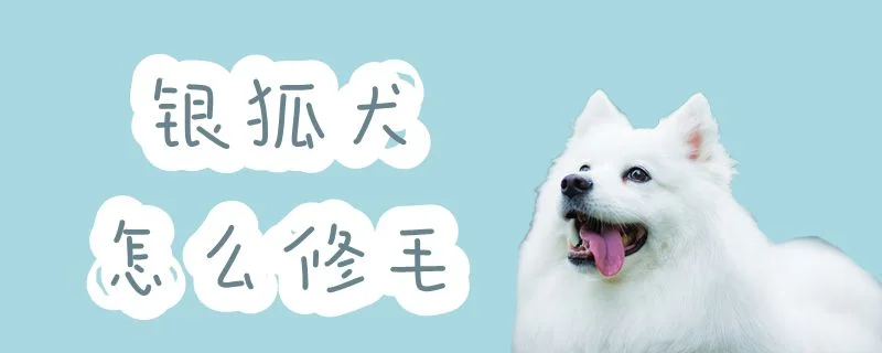 銀狐犬怎么修毛