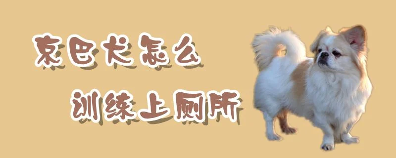 京巴犬怎么訓練上廁所