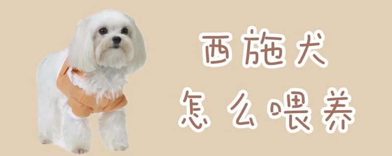 西施犬怎么喂養