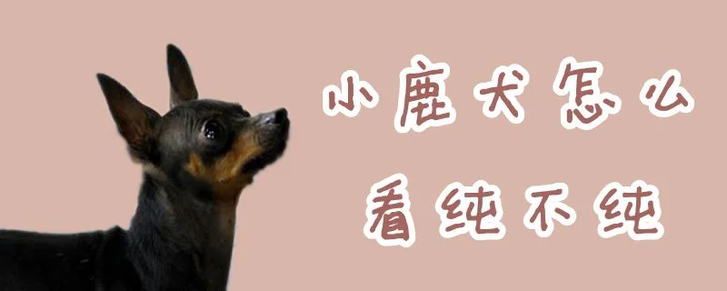 小鹿犬怎么看純不純