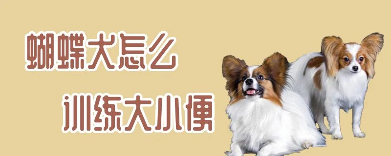 蝴蝶犬怎么訓練大小便