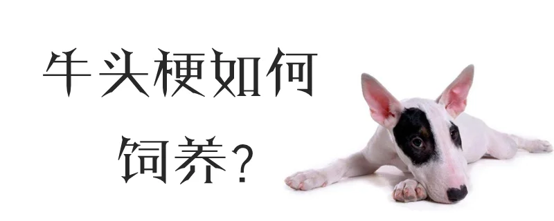 牛頭梗如何飼養(yǎng)