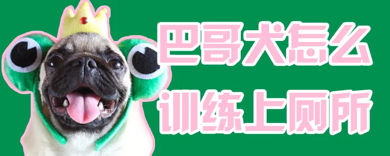 巴哥犬怎么訓練上廁所