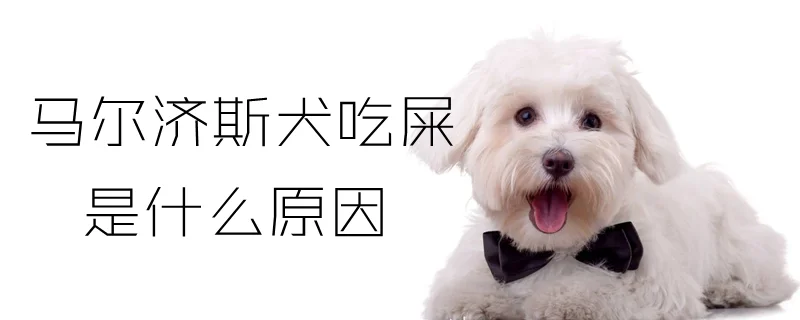 馬爾濟(jì)斯犬吃屎是什么原因