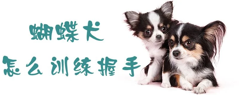 蝴蝶犬怎么訓練握手1