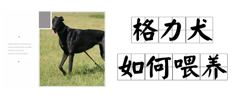 格力犬如何喂養(yǎng)