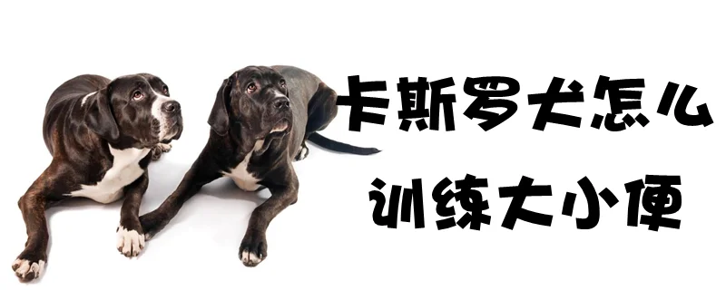 卡斯羅犬怎么訓練大小便