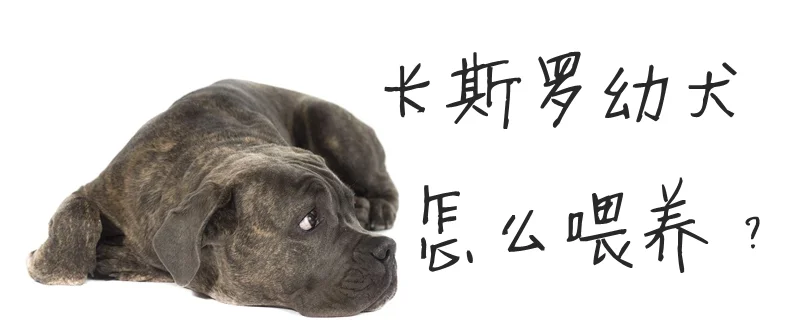 卡斯羅幼犬怎么喂養