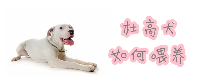 杜高犬如何喂養(yǎng)