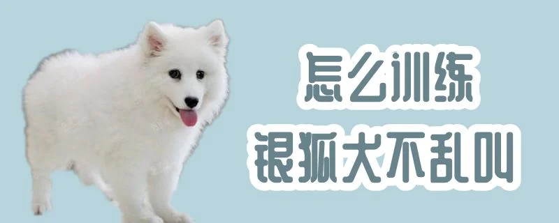 怎么訓練銀狐犬不亂叫