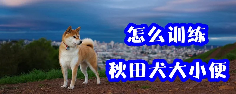 怎么訓練秋田犬大小便