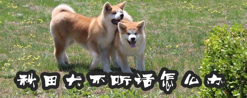 秋田犬不聽話怎么辦