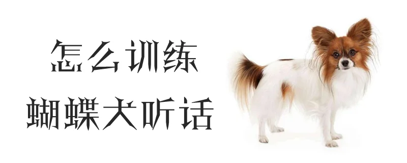 怎么訓練蝴蝶犬聽話