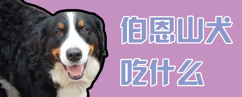 伯恩山犬吃什么