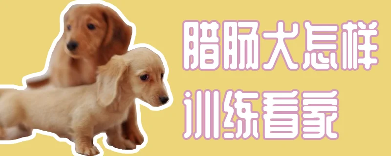 臘腸犬怎樣訓練看家