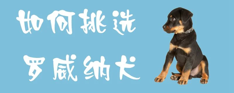 如何挑選羅威納犬1