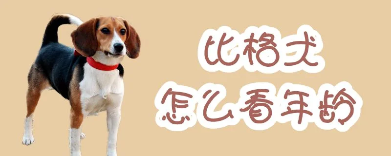 比格犬怎么看年齡