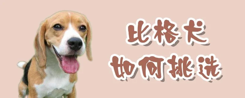 比格犬如何挑選