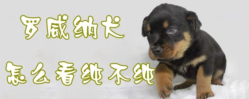 羅威納犬怎么看純不純