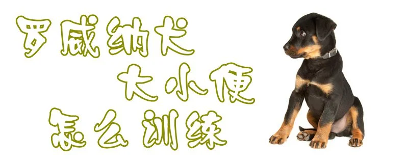 羅威納犬大小便怎么訓練1