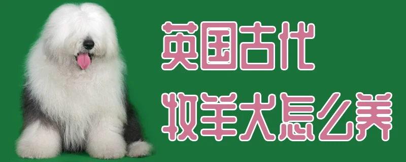 英國古代牧羊犬怎么養