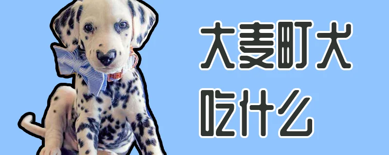 大麥町犬吃什么