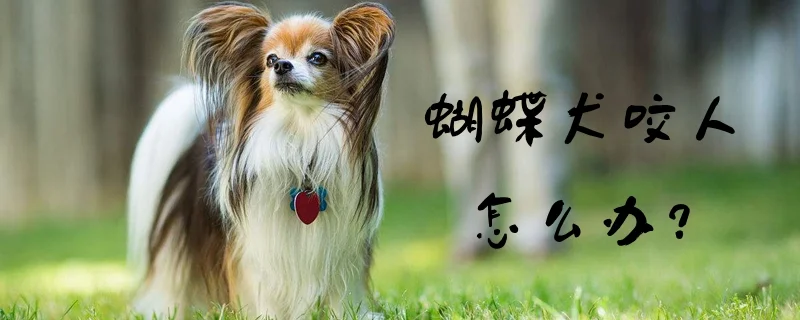 蝴蝶犬咬人怎么辦