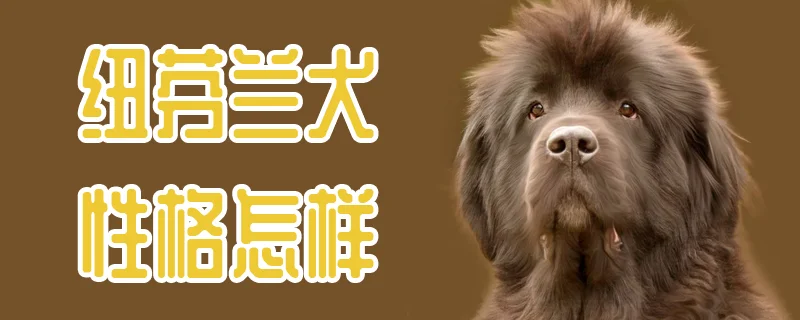 紐芬蘭犬性格怎樣