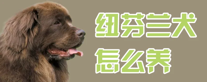 紐芬蘭犬怎么養