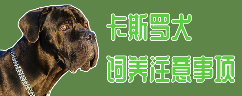 卡斯羅犬飼養注意事項