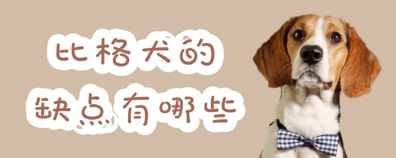 比格犬的缺點有哪些