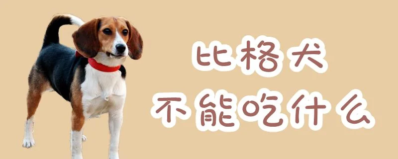 比格犬不能吃什么