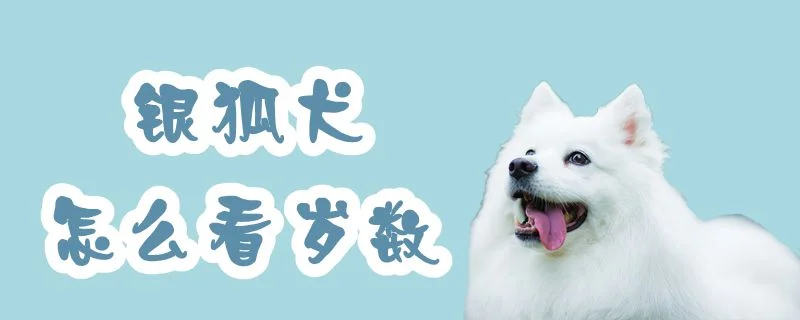 銀狐犬怎么看歲數(shù)