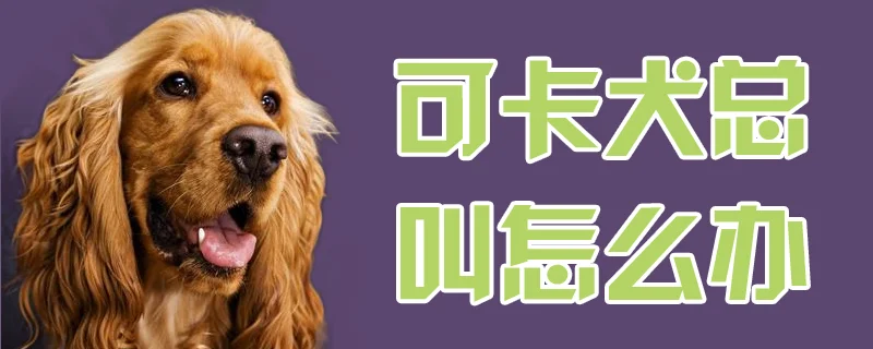 可卡犬總叫怎么辦