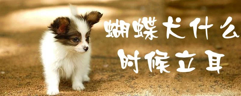 蝴蝶犬什么時候立耳1