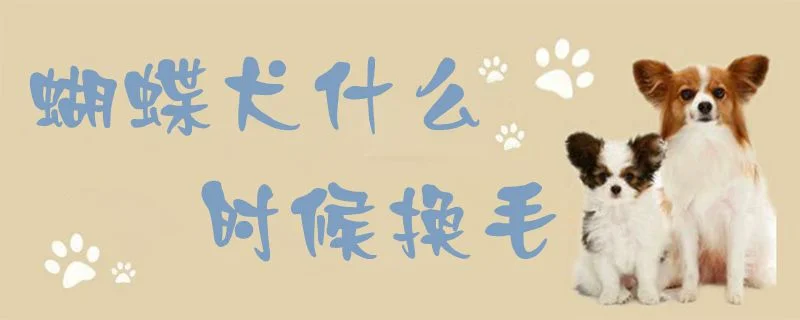 蝴蝶犬什么時候換毛1