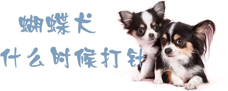 蝴蝶犬什么時候打針1