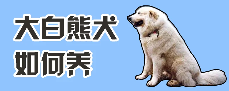 大白熊犬如何養(yǎng)