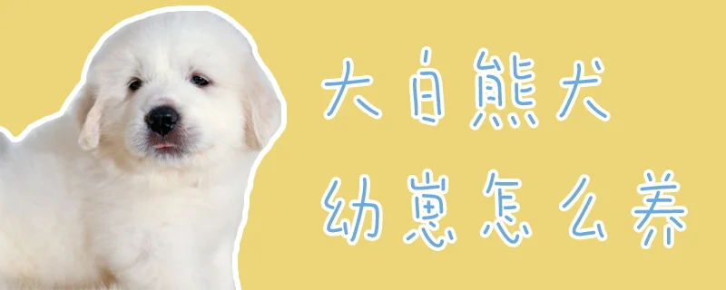 大白熊犬幼崽怎么養