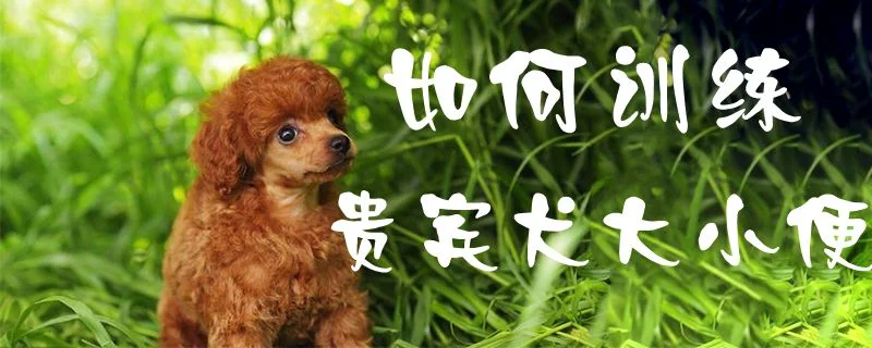 如何訓練貴賓犬大小便1