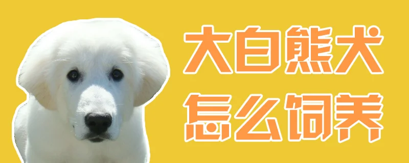 大白熊犬怎么飼養