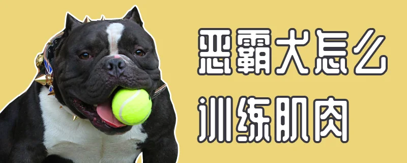 惡霸犬怎么訓練肌肉