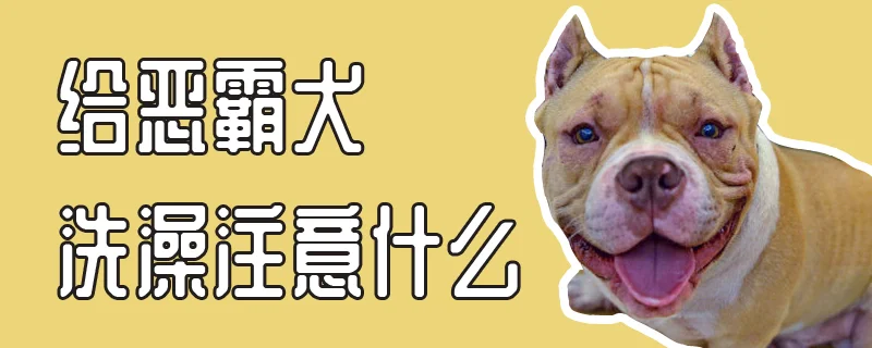 給惡霸犬洗澡注意什么