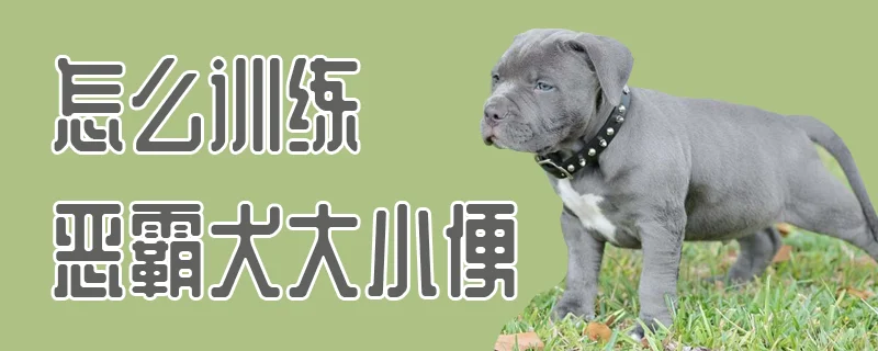 怎么訓練惡霸犬大小便