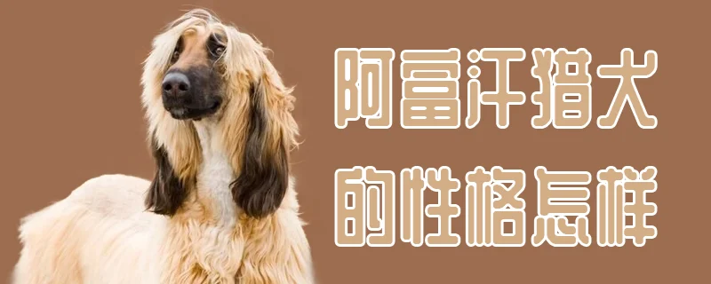 阿富汗獵犬的性格怎樣