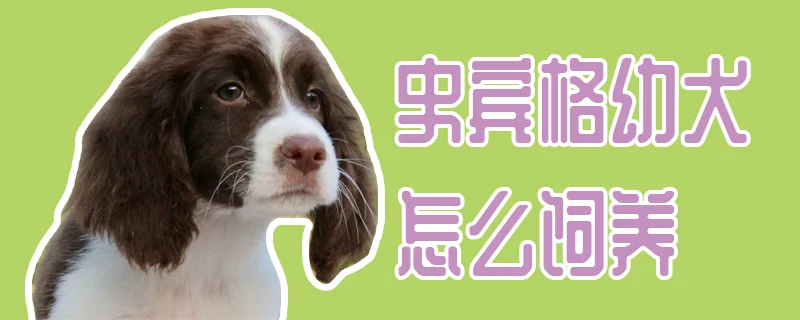 史賓格幼犬怎么飼養