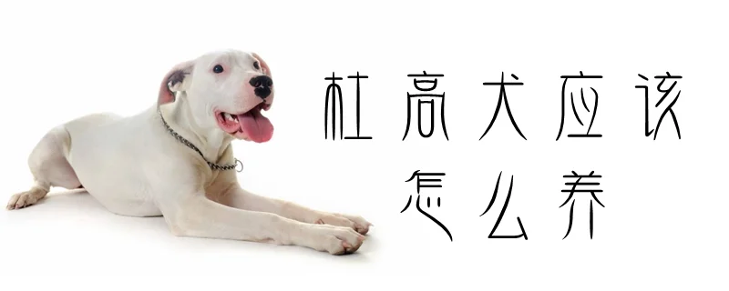 杜高犬應該怎么養