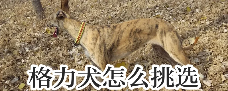 格力犬怎么挑選