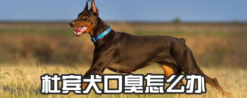 杜賓犬口臭怎么辦