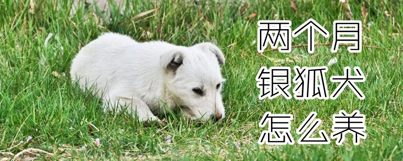 兩個月銀狐犬怎么養